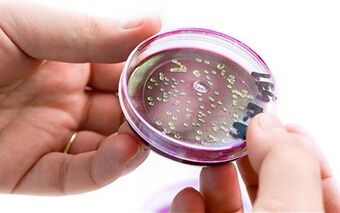 Bakterid eesnäärme sekretsioonis